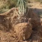 يوجد لدينا نخيل عربي بجميع انواعه وقسم خاص بل اشجار