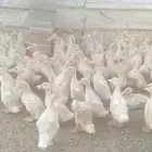 بط فراخه طيبه مقفله شحم مشاء الله