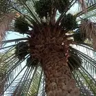 تعديل تمر النخيل