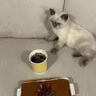 قط هملي اليف ولعوب لبيع ب 200