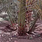 نخيل مثمر بجميع أنواعها اخلاص برحي سكري صقعي مجدول وجميع أنو