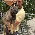 ذكر مالينو شهرين ونص شربوني