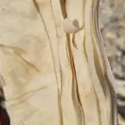 رقاق السمبوسة علف للحلال . عجين