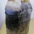 عسل اصلي للبيع