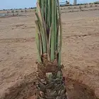 نخيل مثمر نوايع شمشوله حوشانه شيرازي سلطانه عنبره