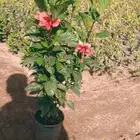 مشتل وتنسيق حدائق بالدمام
