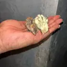 صوص سمان بريال