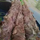 يوجد الدينا الان بحايل نخل للبيع واشنطن أمريكي