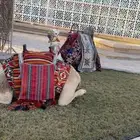 جمال وخيول للأيجار