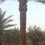 مشتل الرياض