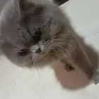 قط للتبني