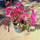 مشتل زهرة الربيع