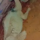 بكره مستبركة