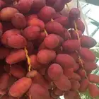 رطب الونانه مبرد عضوي