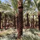 نورد جميع انواع انخيل عربي ووشنطن