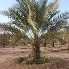 نخيل مثمر شيرازيه شمشوله حوشانه مصيفه