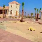 نخل واشنطن للبيع