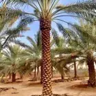 نخل مثمر للبيع توصيل للموقع