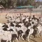 طليان برابر جديدة