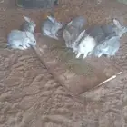 فروخ ارانب