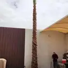 يوجد لدينا جميع انواع نخيل عربي ولا واشطن زينه امريكي