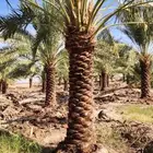 يوجد لديناء عمال متخصصون في النخيل توريد نخل بجميع أنواعه وم