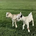 ماعز قزمي جوز ذكر و انثى