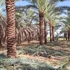 نخل طيب بجميع لانواع والمقاسات