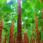 نخل للبيع عربي واشنطن في الرياض وضواحيها