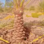 تكريب النخيل وزراعة الاحواض