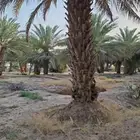 نخل مثمر للبيع