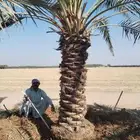 نخل للبيع