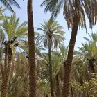 يوجد لدينا عمال صرام نخل طويل او قصير في القصيم ورياض