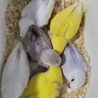 فروخ روز بسم الله ماشاء الله شي فاخر