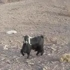 تيس فحل شرط يضرب شرط