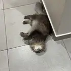 قطه للتبني (بسه)
