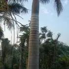 نخل ملوكي ونخل نرجيل