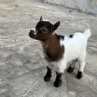 ماعز قزمي للبيع