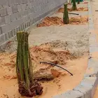 يوجد لدينا جميع انواع النخيل المثمرة وزينه وجميع ألمقست المخ