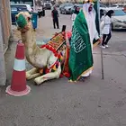السلام عليكم ورحمه الله وبركاته يوجد لدينا جميل وخيول الجي و