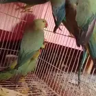 طيور دره للبيع