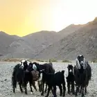 للبببيع معزا ولد وعيالها كبرا ذبايح