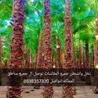 نخل واشنطني زينه ونخل عربي مثمر جميع المقاسات متوفره معاتوص