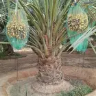 نخل صقعي إخلاص خضري سكري برحي مجدول عجوه