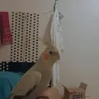 بغبغاء