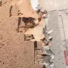 10 معزا مصريات سلالة حليب فواخر( تم البيع خارج الموقع )