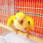 فرخ كويكر ب (((1150ريال))) تم البيع