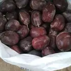 ثمار الدوم البهش دوم