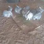 فروخ أرانب