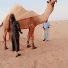 بعير أشعل سنه شاق والعظم طيب والصحه شرط ضراب وعشار